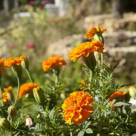 Maria's Paradise Asztrakerí